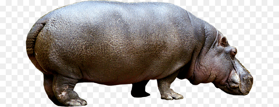 Hippopotamus Hippo Hippo, Animal, Mammal, Wildlife, Reptile Png