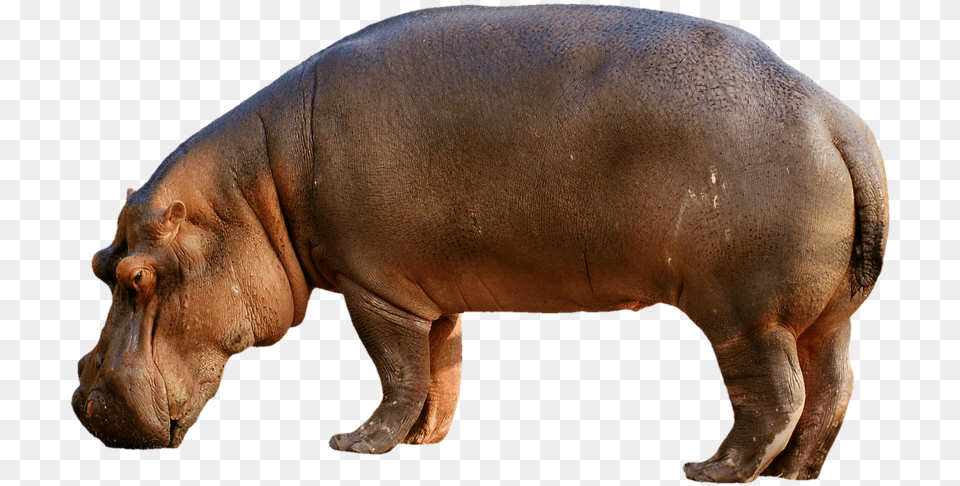 Hippopotamus Hippo Mammal Zoo Africa Animal World Hippopotamus, Wildlife, Elephant Png Image