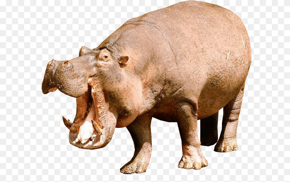 Hippopotamus Left, Animal, Mammal, Elephant, Hippo Free Png