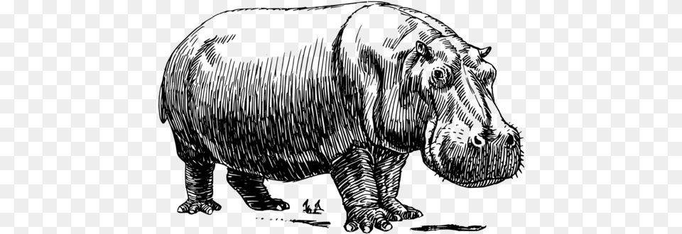 Hippopotamus Rhinoceros The Hippo Black And White Drawing Hippo Drawing, Gray Free Png Download