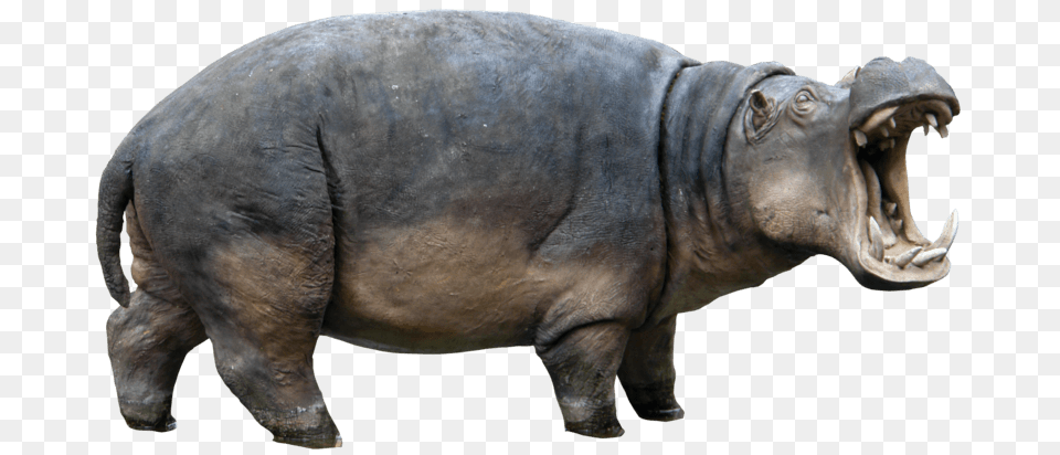 Hippopotamus Right, Animal, Elephant, Mammal, Wildlife Png Image