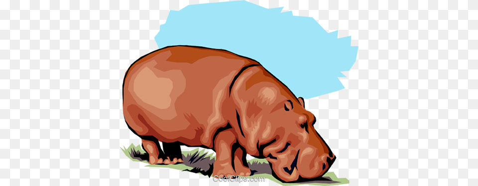 Hippopotamus Royalty Free Vector Clip Art Illustration, Animal, Mammal, Hippo, Wildlife Png Image