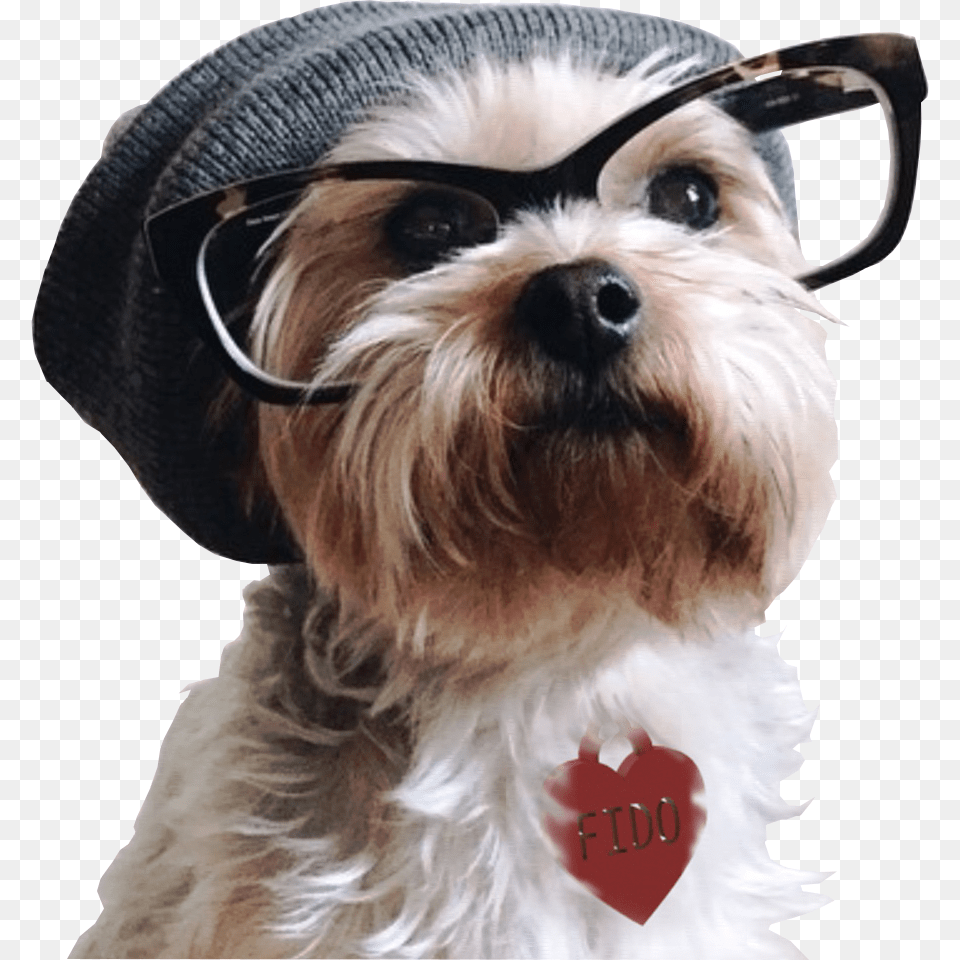 Hipster Dog, Accessories, Hat, Glasses, Clothing Free Transparent Png