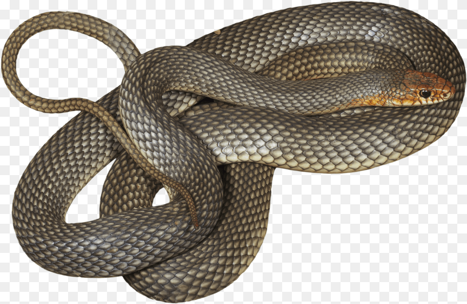 His Hobbies Include But Are Not Limited To Skiing Smooth Earth Snake, Animal, Reptile Png Image