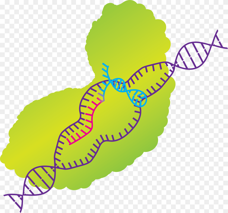 His Work Raises Ethical Concerns From Scientists Around Crispr Cas9 Clip Art, Baby, Person, Pattern, Diagram Free Transparent Png