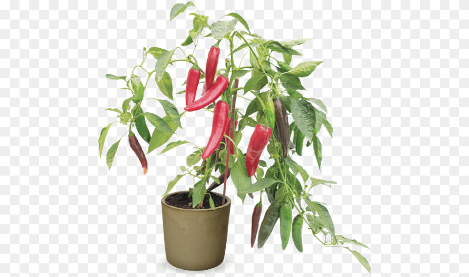 Hishtil Chili, Plant, Food, Pepper, Produce Free Png
