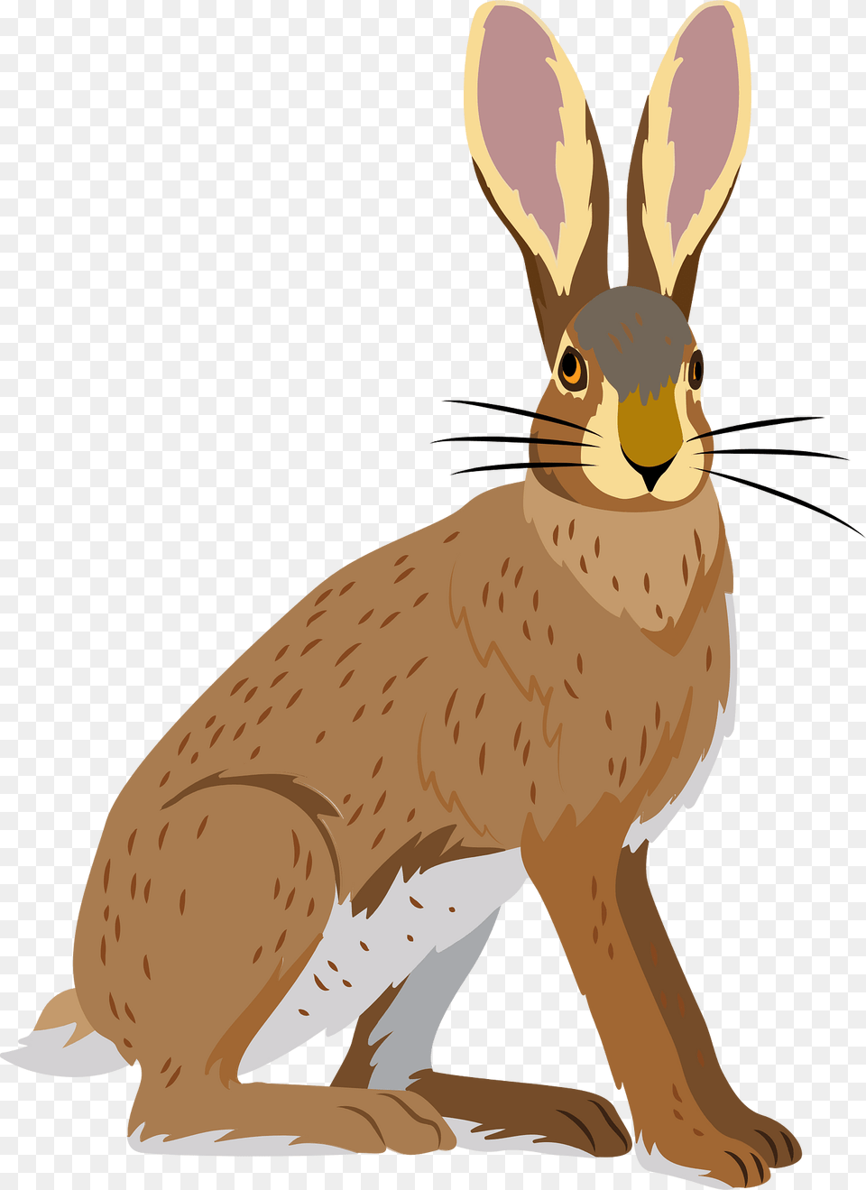 Hispid Hare Clipart, Animal, Mammal, Rodent, Person Free Png Download