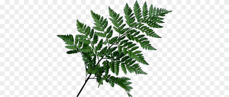 Histoire De La Maison Lycopodiales, Fern, Plant Png