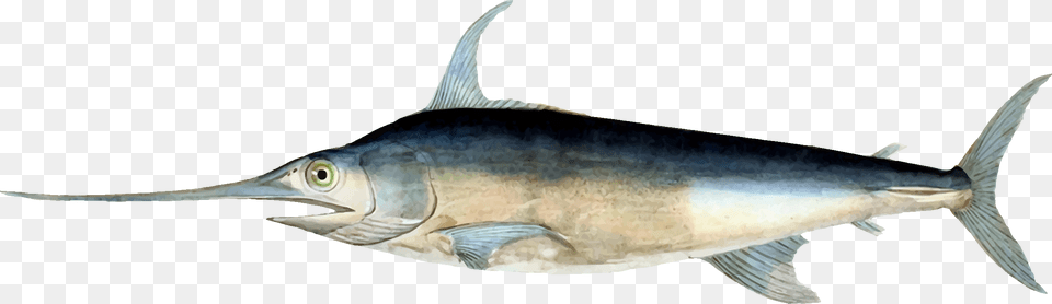 Histoire Naturelle Des Poissons George Cuvier, Animal, Fish, Sea Life, Swordfish Free Png Download