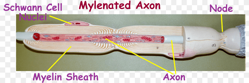 Histology Neuron Model Schwann Cells, Chart, Plot, Brush, Device Free Transparent Png