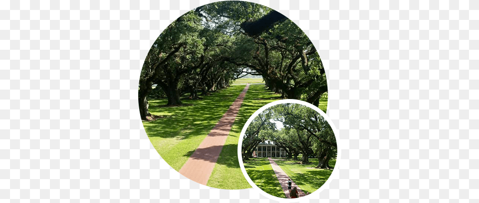 Historic Live Oak Tree Care Baton Rouge Live Oak Trees Baton Rouge, Woodland, Vegetation, Sidewalk, Plant Png