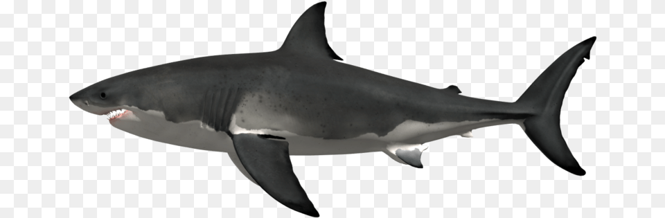 History Car Week Shark Metaphrenie Megalodon E Tamanho Da Boca, Animal, Fish, Sea Life, Great White Shark Free Png