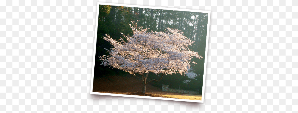 History Of Cherry Trees Operation 1000 Blossom Tree, Flower, Plant, Cherry Blossom, Computer Hardware Free Png Download
