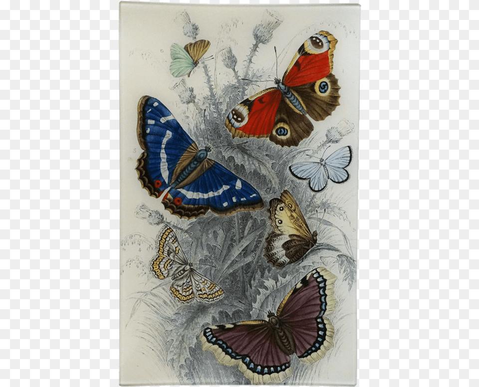 History Of The Earth And Animated Nature 1820 By Oliver, Art, Painting, Animal, Bird Free Transparent Png