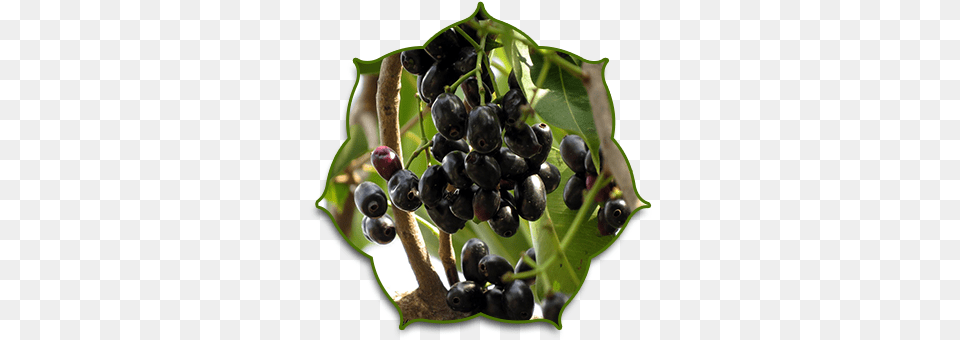 History Syzygium Cumini, Berry, Blueberry, Food, Fruit Png Image