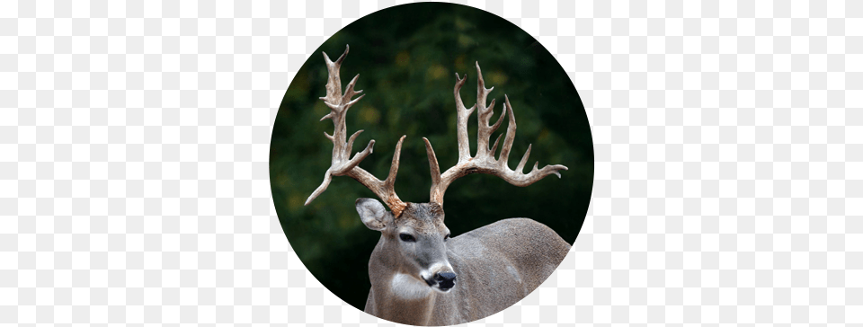History Texas, Animal, Antler, Deer, Mammal Free Transparent Png