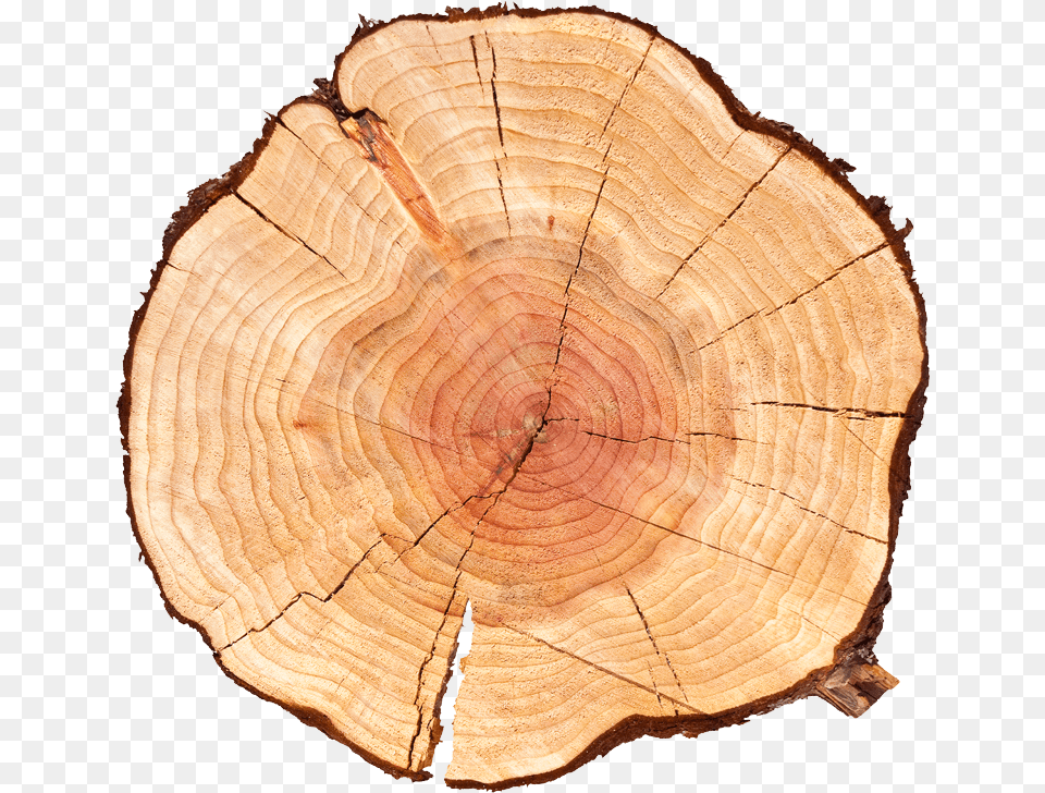 History Tree Log, Fungus, Lumber, Plant, Wood Png Image