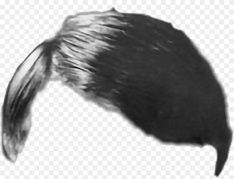 Hitler Hair, Animal, Beak, Bird, Adult Free Transparent Png