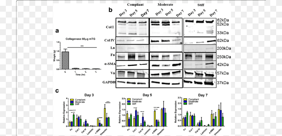 Hmf Expression Of Myofibroblast Markers And Ecm Proteins, Chart, Plot Png