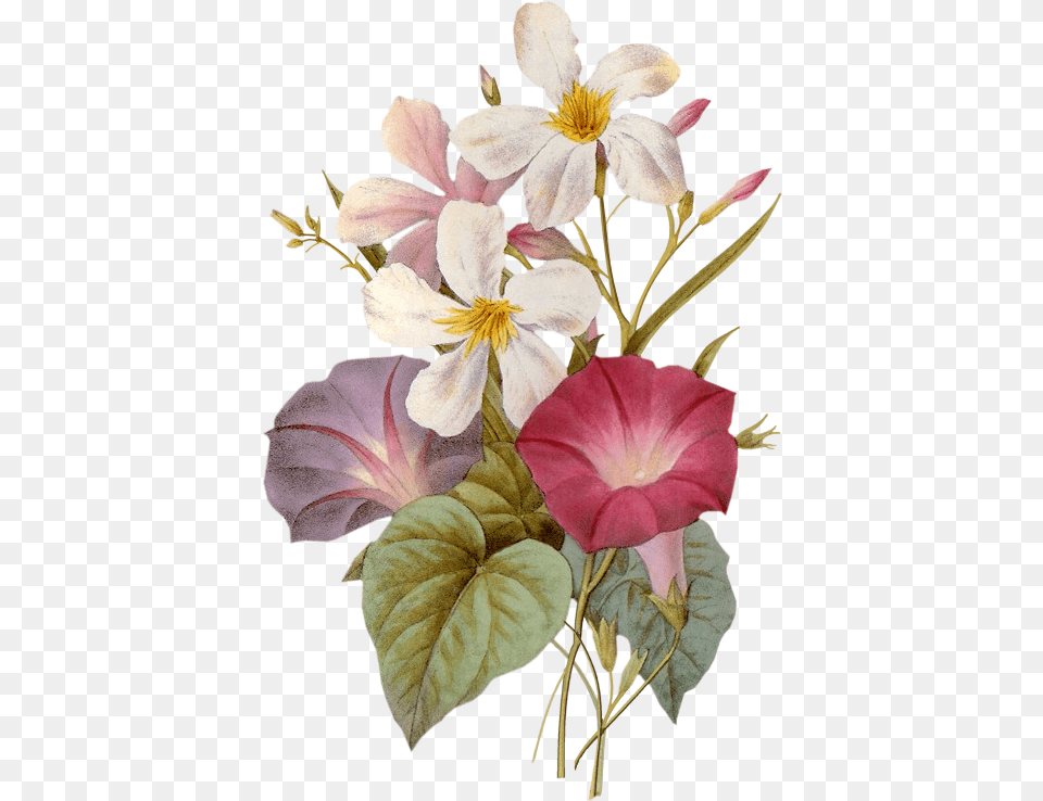 Hnh Nh Good Evening, Flower, Petal, Plant, Acanthaceae Free Png