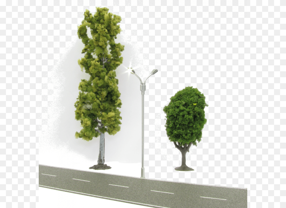 Ho Scale, Oak, Plant, Tree, Sycamore Free Png