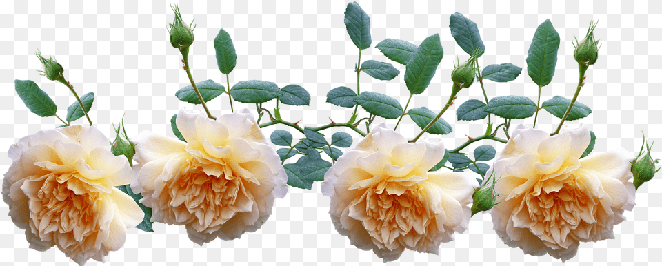 Hoa Hng Leo Vector, Dahlia, Flower, Petal, Plant Free Transparent Png