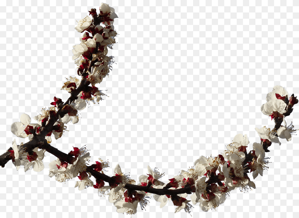 Hoa Mai Chi Nhnh Hoa Ma Xun Chi Clipping, Flower, Petal, Plant, Flower Arrangement Free Transparent Png