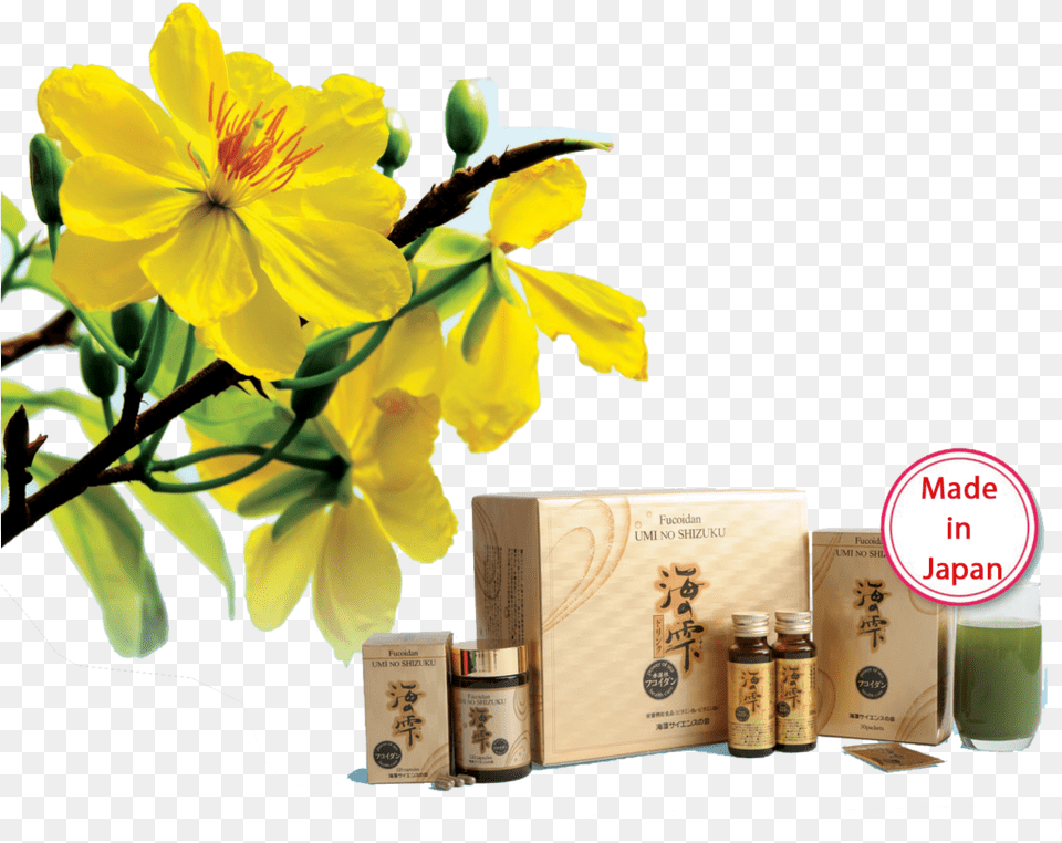 Hoa Mai Vang, Herbal, Herbs, Plant, Flower Free Png Download