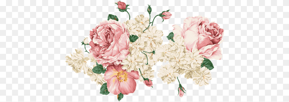 Hoa Mu N Mu Nuoc, Carnation, Flower, Plant Free Png