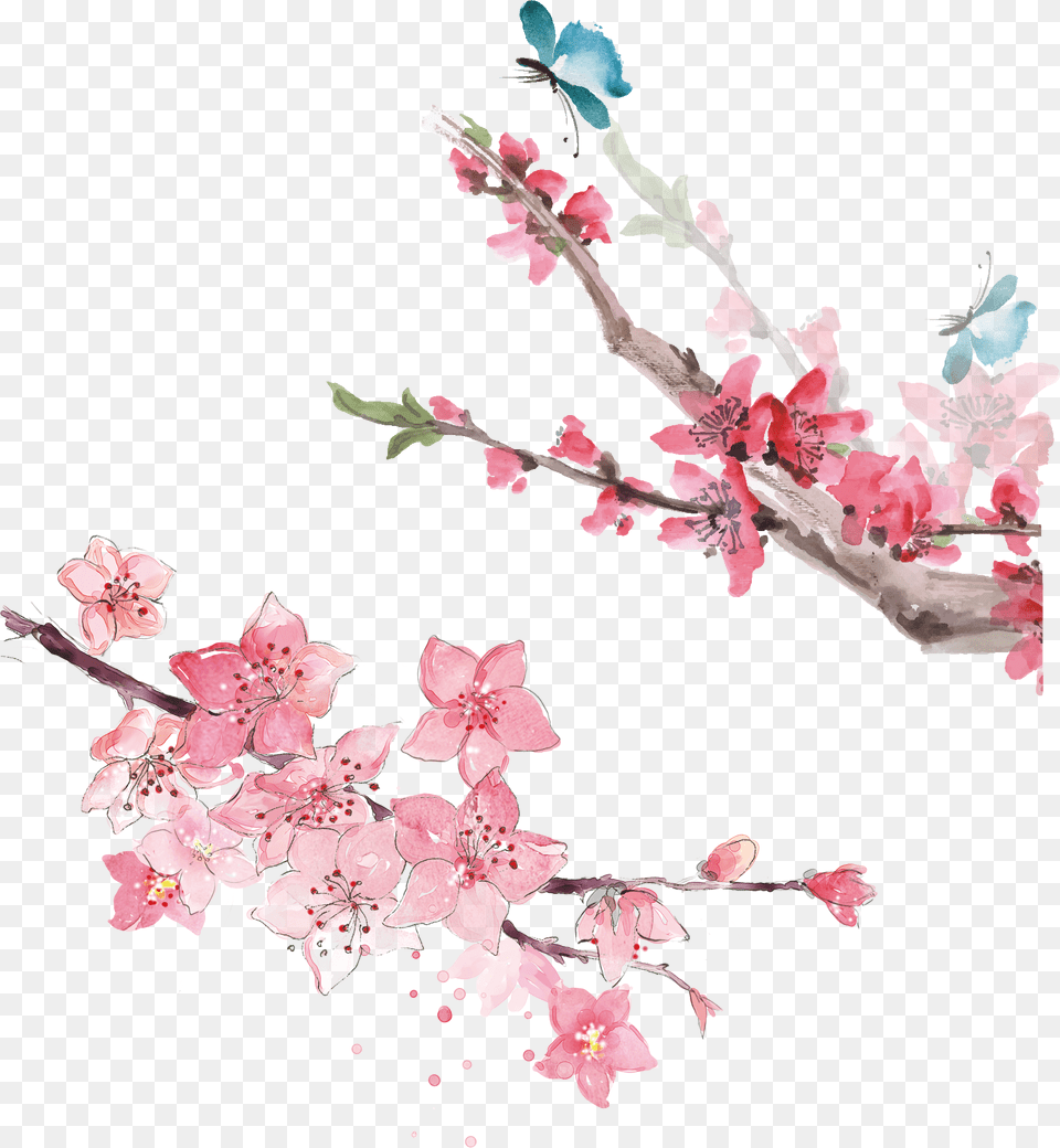 Hoa O Hnh V, Flower, Plant, Cherry Blossom Free Png Download