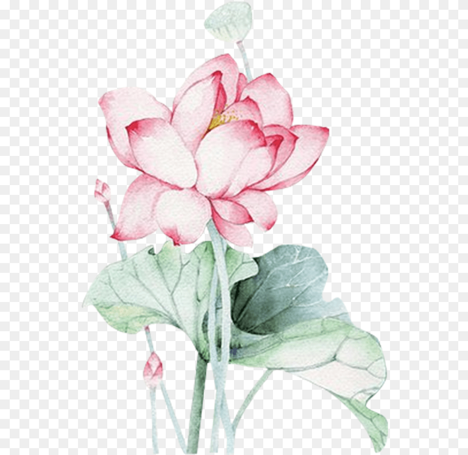 Hoa Sen Mu Nc, Anther, Flower, Petal, Plant Png