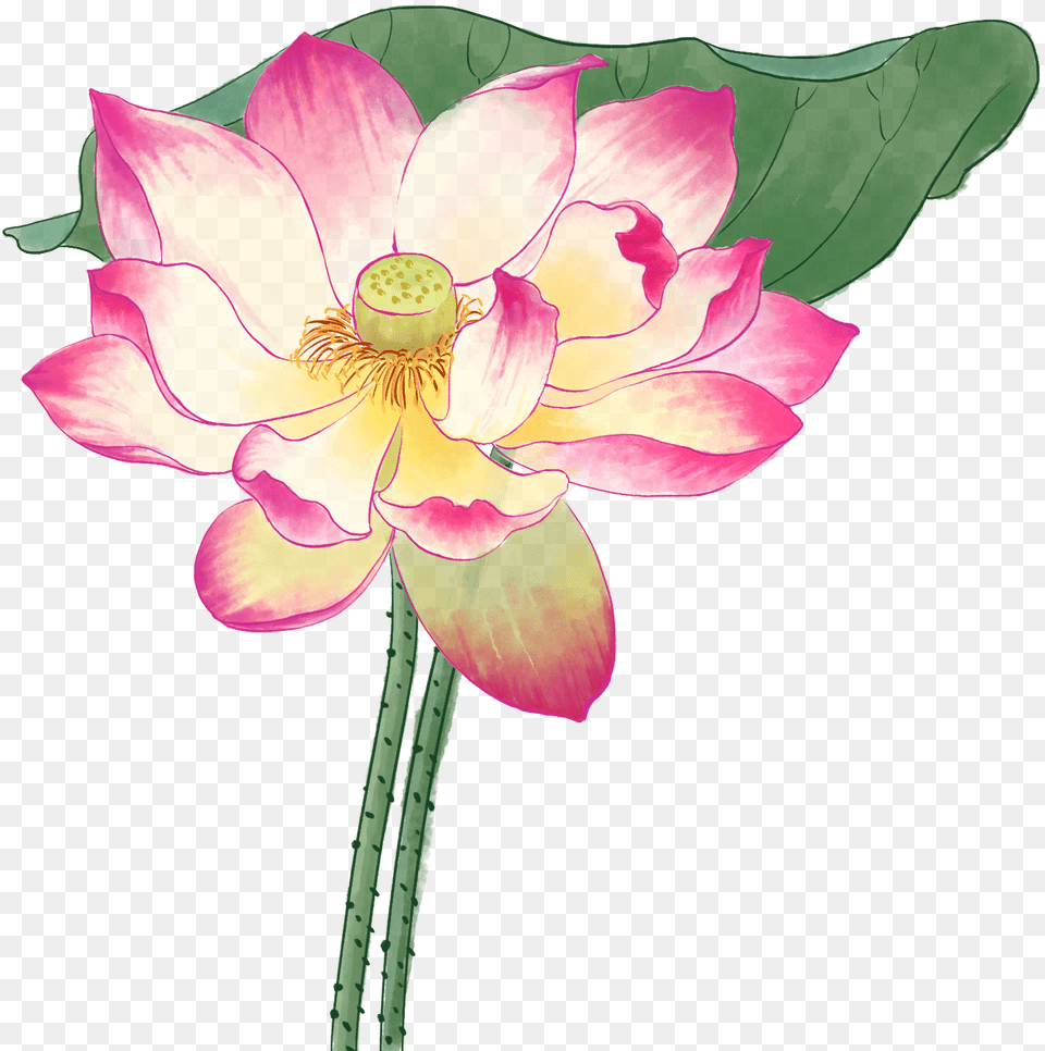 Hoa Sen Mu Nc, Flower, Petal, Plant, Dahlia Free Transparent Png