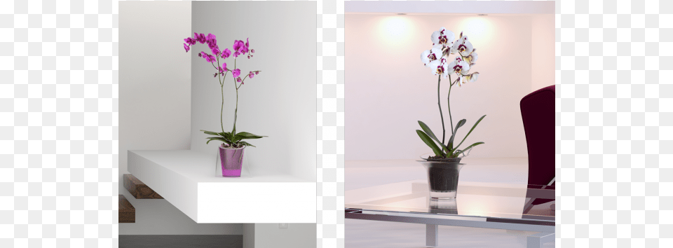 Hobby Flower Adel, Flower Arrangement, Ikebana, Plant, Orchid Free Png Download