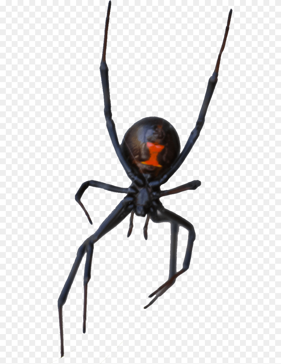 Hobo Spider Exterminators And Pest Control In Las Vegas Black Widow, Animal, Invertebrate, Black Widow, Insect Png Image