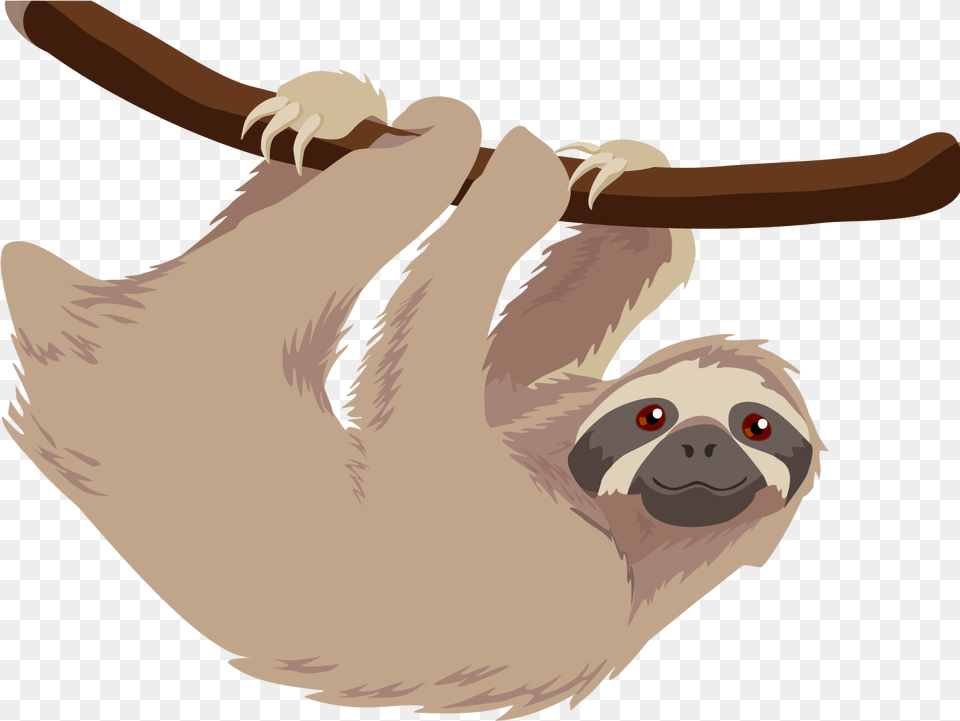 Hoffmannquots Two Toed Sloth T Shirt Baby Sloths Three Sloths Clipart, Animal, Mammal, Wildlife, Three-toed Sloth Free Transparent Png