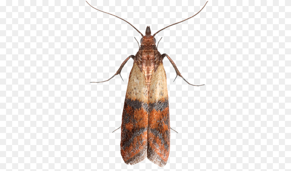 Hofmannophila Pseudospretella, Animal, Insect, Invertebrate, Butterfly Png Image