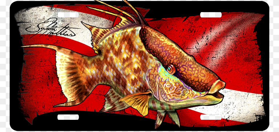 Hogfish License Plate Features Hogfish Painting, Animal, Fish, Sea Life Free Transparent Png