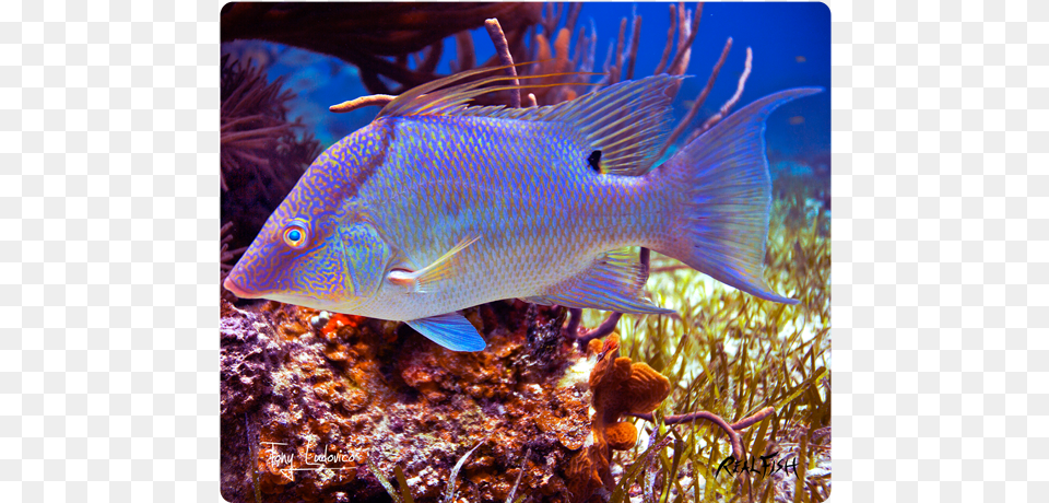 Hogfish Underwater, Animal, Sea Life, Sea, Reef Free Png