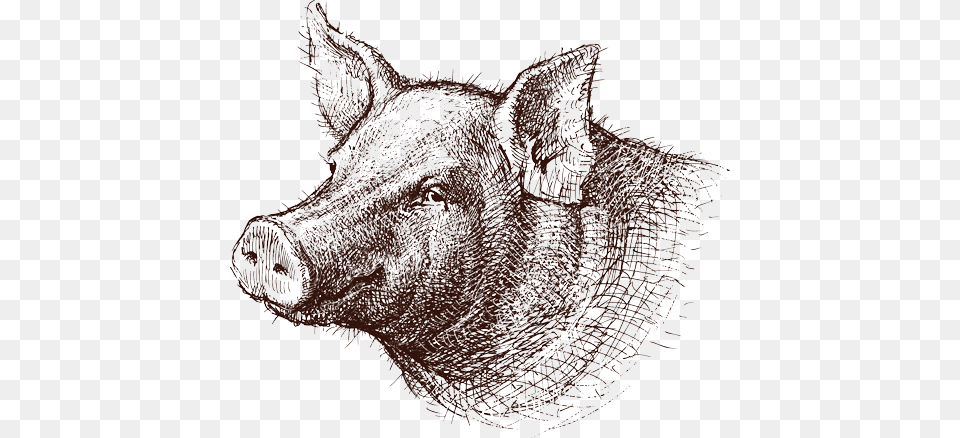 Hoghead Drawing Of A Pig Head, Animal, Boar, Hog, Mammal Png Image