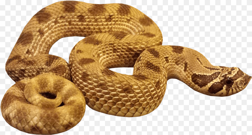 Hognose Anaconda Snake With Background Anaconda Background, Animal, Reptile, Rattlesnake Free Transparent Png
