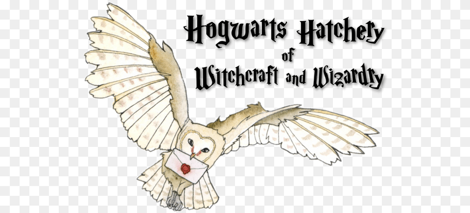 Hogwarts Hatchery Pigeons And Doves, Animal, Bird, Owl, Face Png Image