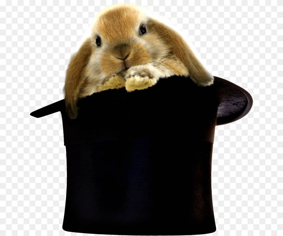 Hogwarts James Alan Gardner, Animal, Mammal, Rabbit, Rat Free Png Download