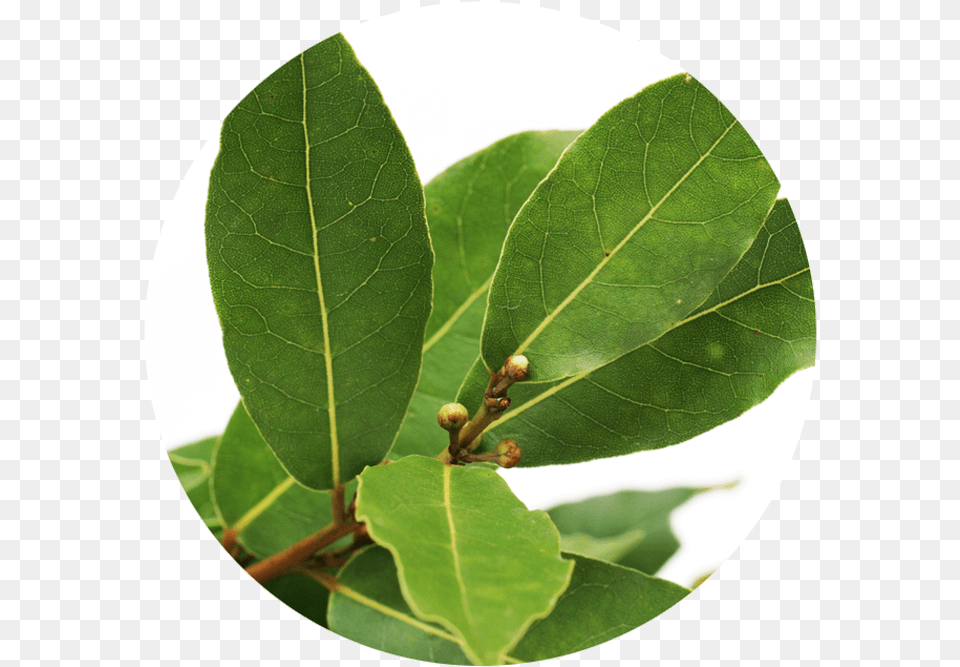 Hoja Bendita, Leaf, Plant Free Png