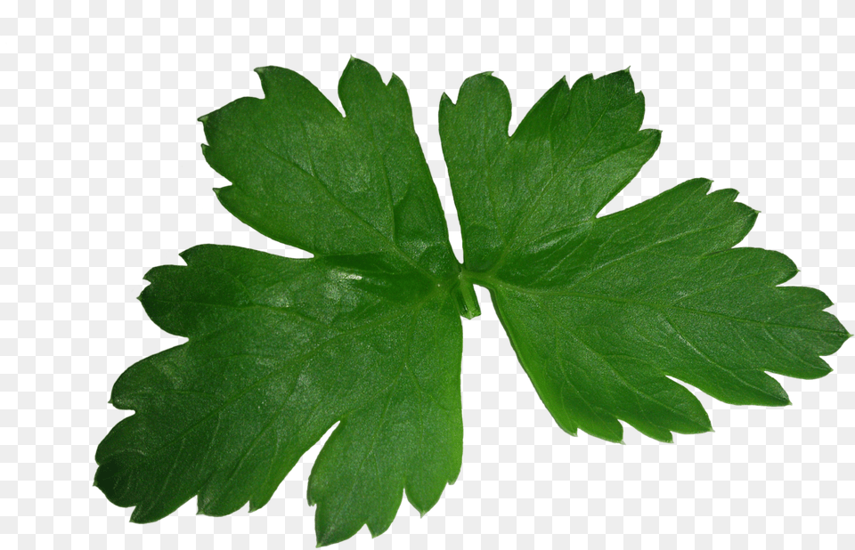 Hoja De Cilantro, Herbs, Leaf, Parsley, Plant Free Png