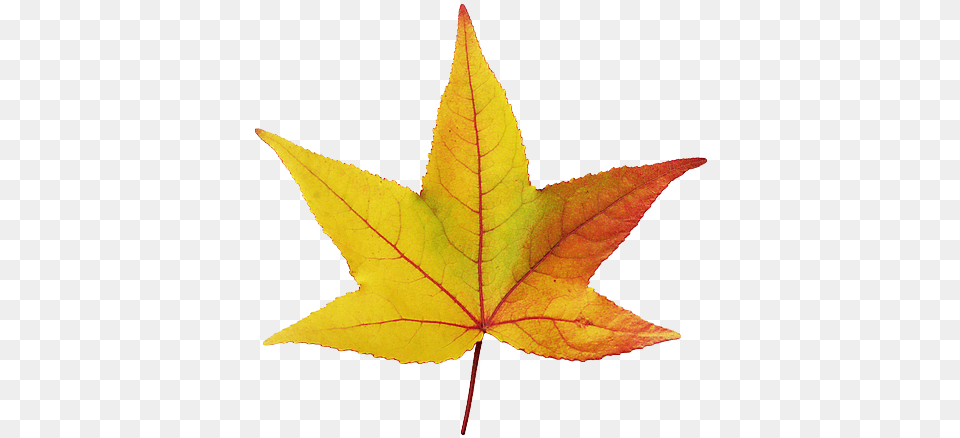 Hoja De Fondo Transparente, Leaf, Plant, Tree, Maple Png Image