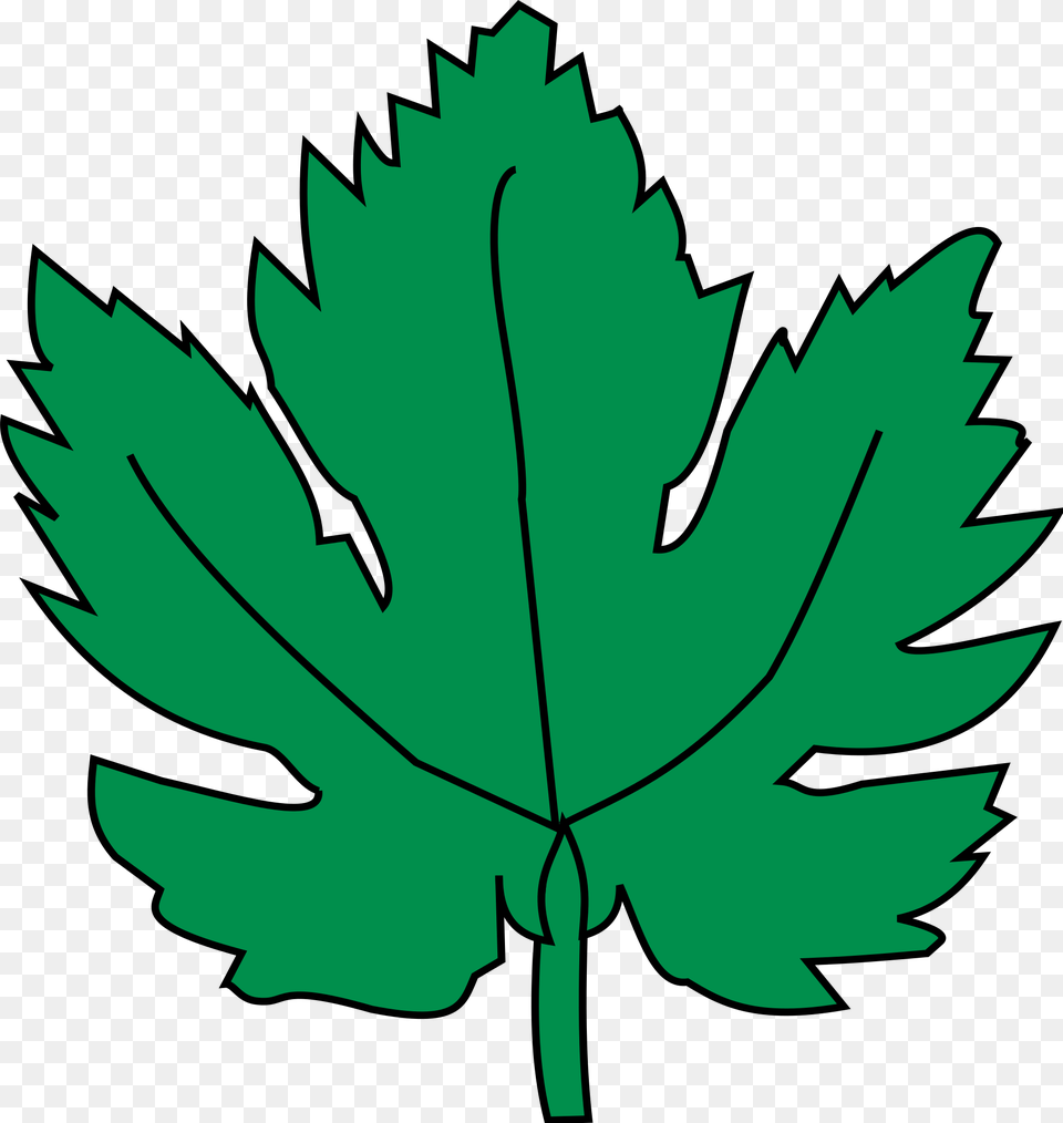 Hoja De Parra, Leaf, Plant, Maple Leaf, Animal Free Png Download