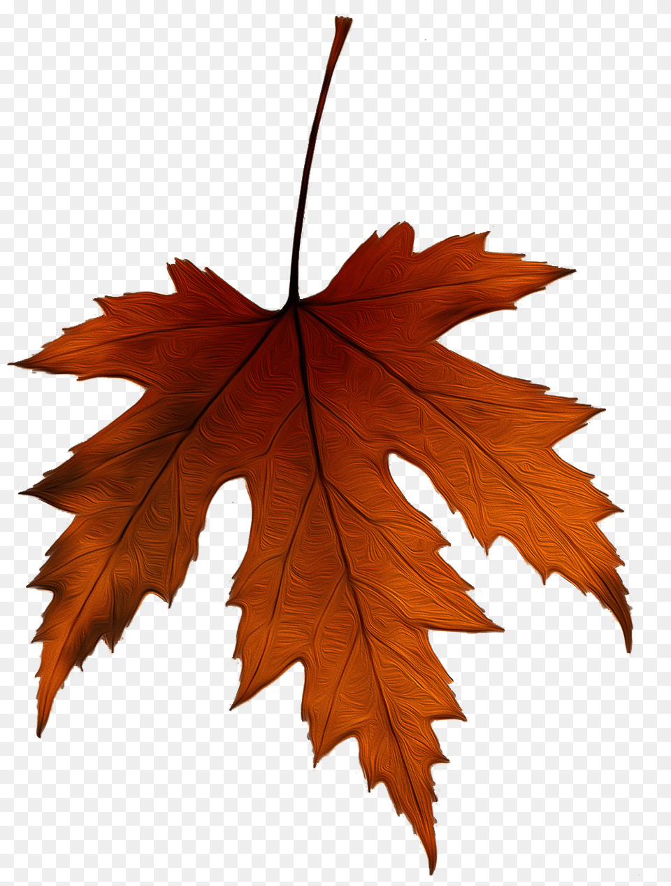 Hoja De Un Rbol Hojas De Arbol, Leaf, Plant, Tree, Maple Leaf Png Image