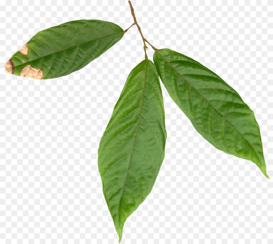 Hoja Del Arbol Del Cacao, Leaf, Plant, Tree, Annonaceae Png