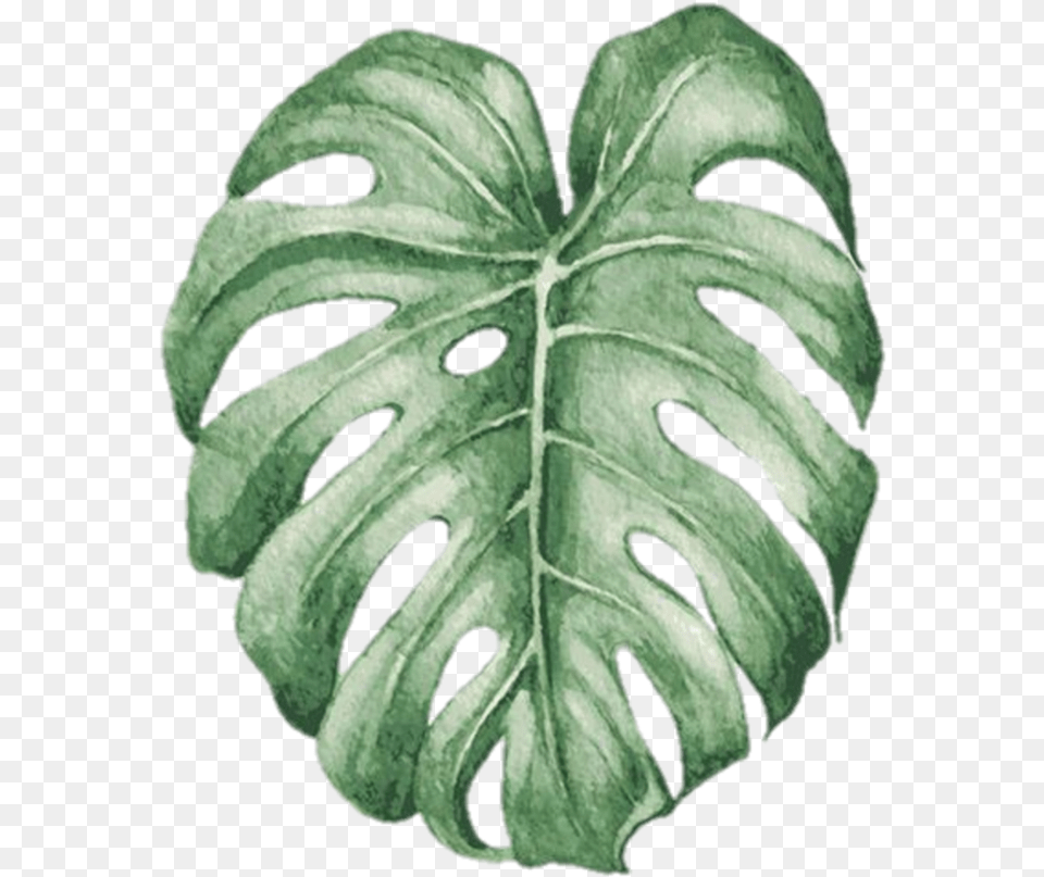 Hoja Palma Print Desenio, Leaf, Plant, Annonaceae, Tree Png