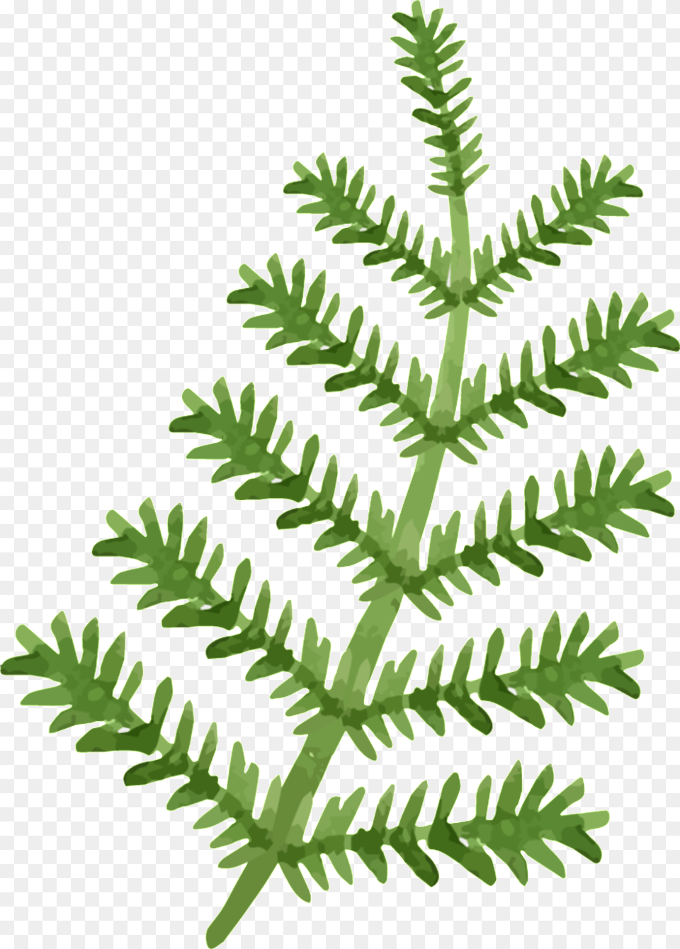 Hoja Transparente, Leaf, Plant, Fern, Moss Free Png Download